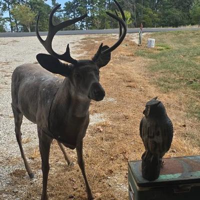 Life size Buck deer decoy