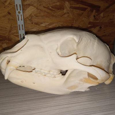 Black Bear Skull