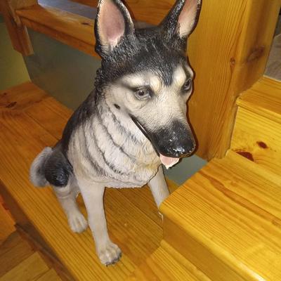 German shepard has damage to tail