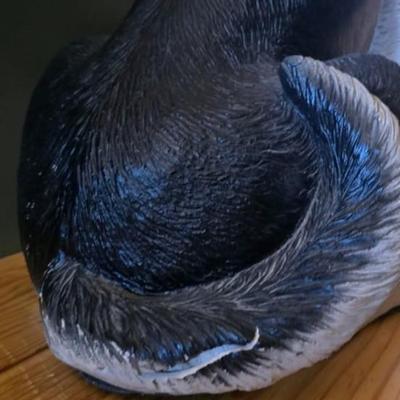 German shepard has damage to tail