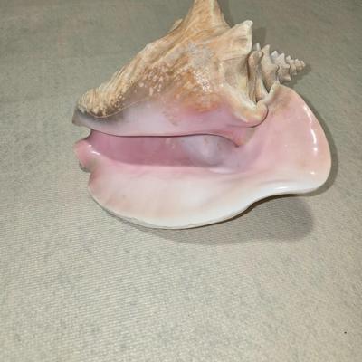Sea shell