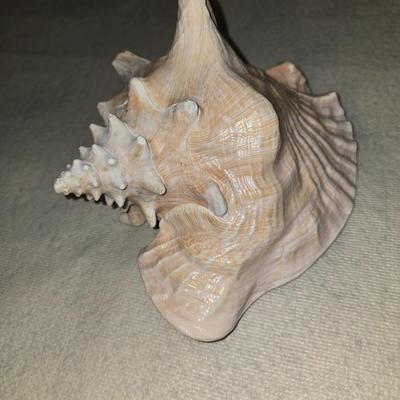 Sea shell