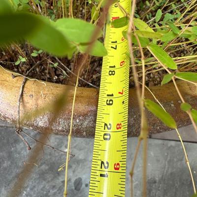Tall Glazed Ceramic Planter with Plant (see details)
