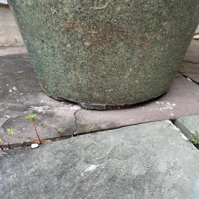 Tall Glazed Ceramic Planter with Plant (see details)