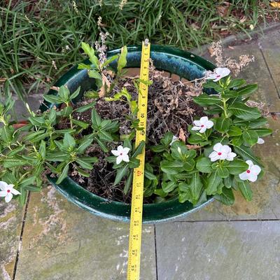 Large Glazed Ceramic Planter