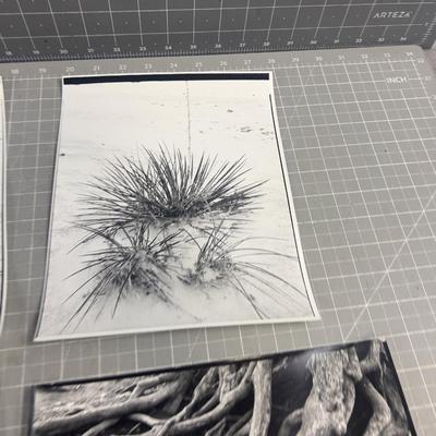 Sale Photo Thumbnail #360: Good Condition. 8 x 11" Ready to frame. 