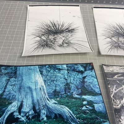 Sale Photo Thumbnail #367: Good Condition. 8 x 11" Ready to frame. 
