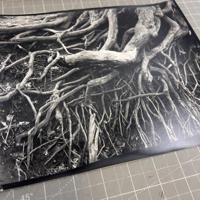 Sale Photo Thumbnail #366: Good Condition. 8 x 11" Ready to frame. 