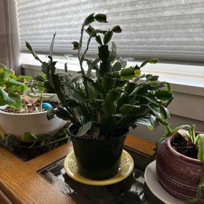 HOUSE PLANTS