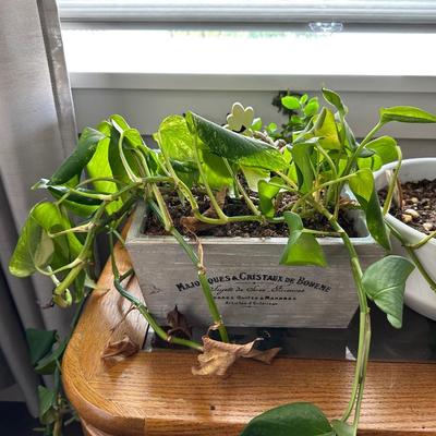 HOUSE PLANTS