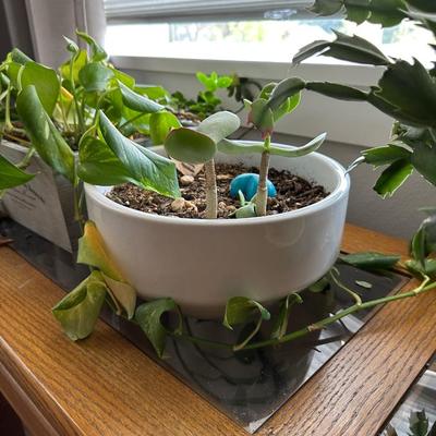 HOUSE PLANTS