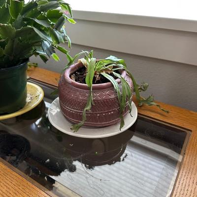 HOUSE PLANTS