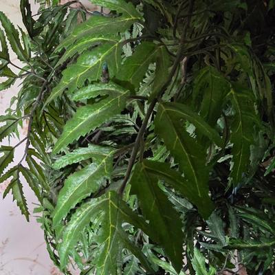 LOT 106L: Artificial Trees with Lights and Birdnests