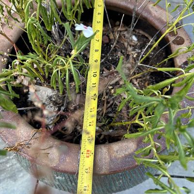 Large Round Glazed Ceramic Outdoor Planter (See details)