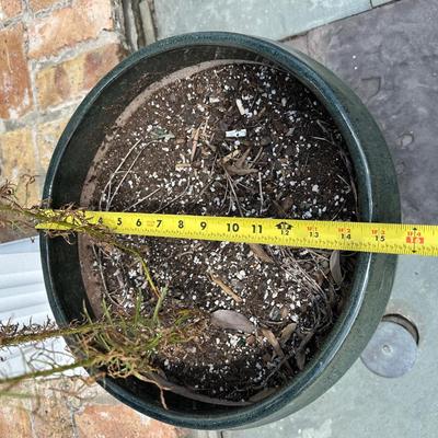Large Pedestal Base Glazed Ceramic Planter