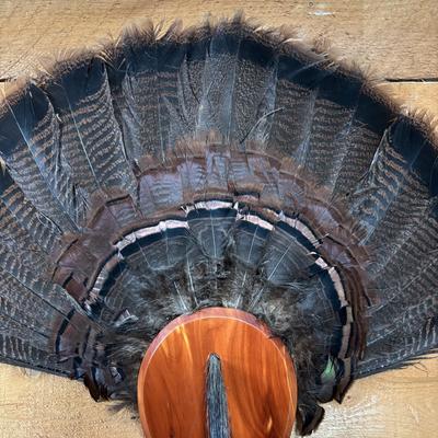 LOT 97: Wild Turkey Gobbler Tail Fan & Beard Mounted on Display Board