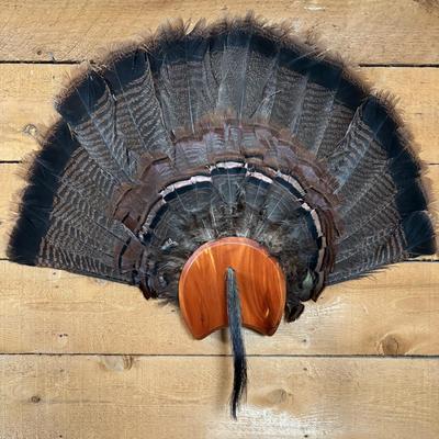LOT 97: Wild Turkey Gobbler Tail Fan & Beard Mounted on Display Board