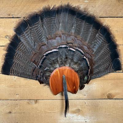 LOT 97: Wild Turkey Gobbler Tail Fan & Beard Mounted on Display Board