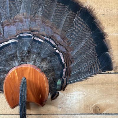 LOT 97: Wild Turkey Gobbler Tail Fan & Beard Mounted on Display Board