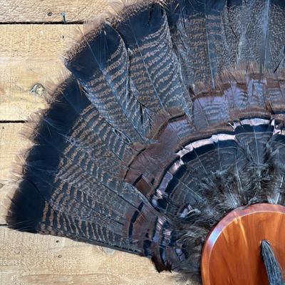 LOT 97: Wild Turkey Gobbler Tail Fan & Beard Mounted on Display Board