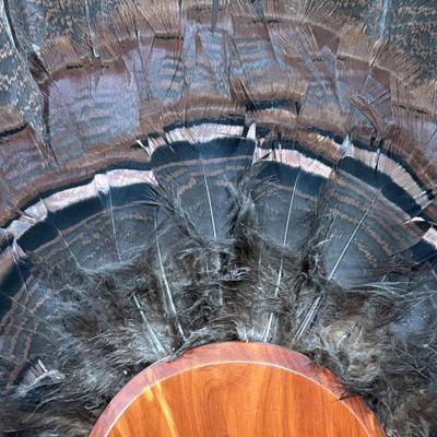 LOT 97: Wild Turkey Gobbler Tail Fan & Beard Mounted on Display Board