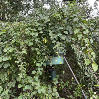 LOT 149: Deer Feeder = As Found