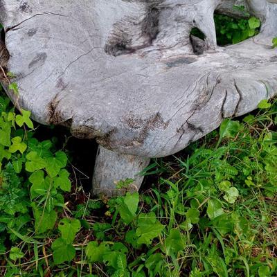Sale Photo Thumbnail #179: One of a kind driftwood bench