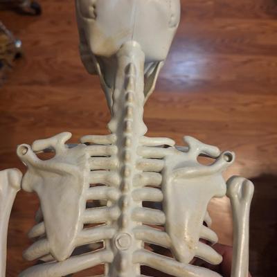 Sale Photo Thumbnail #1068: skeleton approx 3 ft