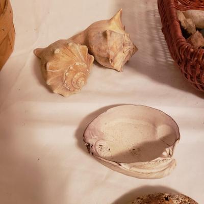 Collection of Rocks and Shells (LR-KD)