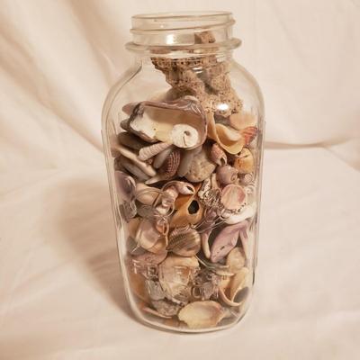 Collection of Rocks and Shells (LR-KD)
