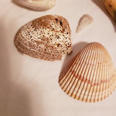 Collection of Rocks and Shells (LR-KD)