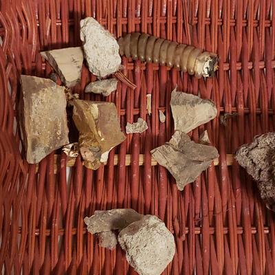 Collection of Rocks and Shells (LR-KD)