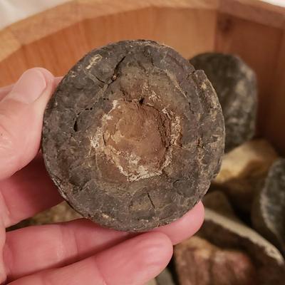 Collection of Rocks and Shells (LR-KD)