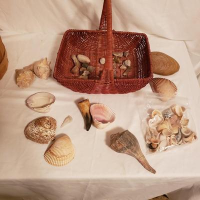 Collection of Rocks and Shells (LR-KD)