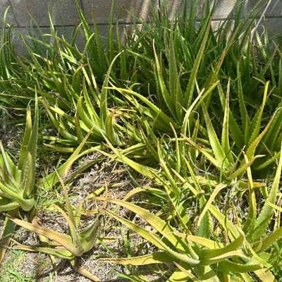 KSG101 - Over 25 Aloe Vera Plants
