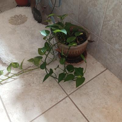 LIVE PLANT, METAL WALL HANGING, BATH RUG AND MORE