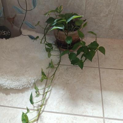 LIVE PLANT, METAL WALL HANGING, BATH RUG AND MORE