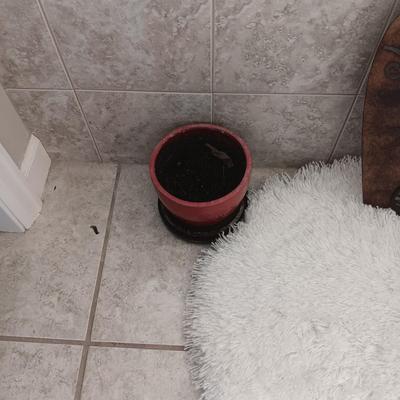LIVE PLANT, METAL WALL HANGING, BATH RUG AND MORE