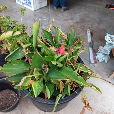 2 LARGE FLOWERING PLANTS IN NEED OF TLC