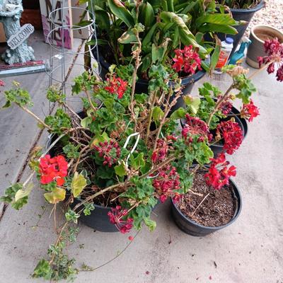 2 LARGE FLOWERING PLANTS IN NEED OF TLC