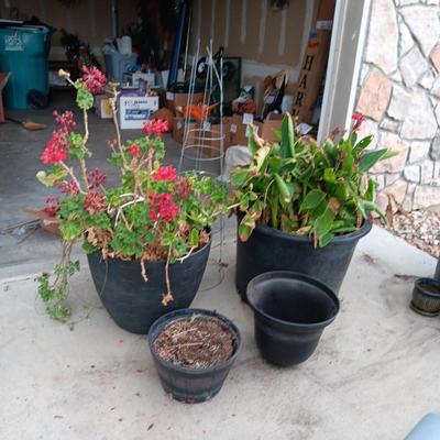 2 LARGE FLOWERING PLANTS IN NEED OF TLC