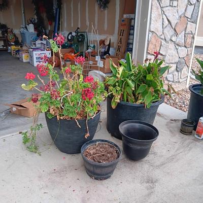 2 LARGE FLOWERING PLANTS IN NEED OF TLC