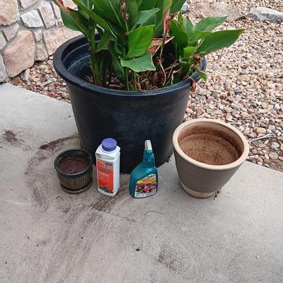 LARGE FLOWERING PLANT, FLOWER POTS AND CHEMICALS