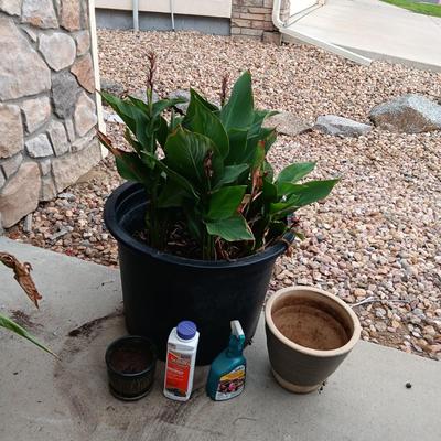 LARGE FLOWERING PLANT, FLOWER POTS AND CHEMICALS