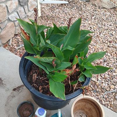 LARGE FLOWERING PLANT, FLOWER POTS AND CHEMICALS