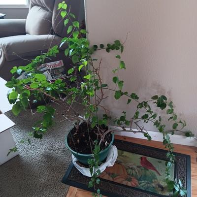 1 HEALTHY LIVE PLANT AND 1 IN NEED OF SOME TLC