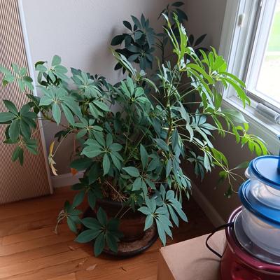 1 HEALTHY LIVE PLANT AND 1 IN NEED OF SOME TLC