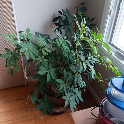 1 HEALTHY LIVE PLANT AND 1 IN NEED OF SOME TLC