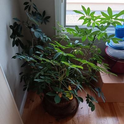 1 HEALTHY LIVE PLANT AND 1 IN NEED OF SOME TLC