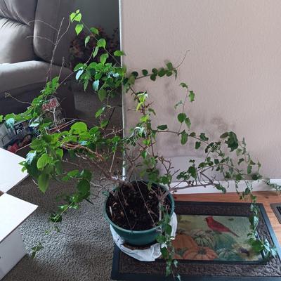 1 HEALTHY LIVE PLANT AND 1 IN NEED OF SOME TLC